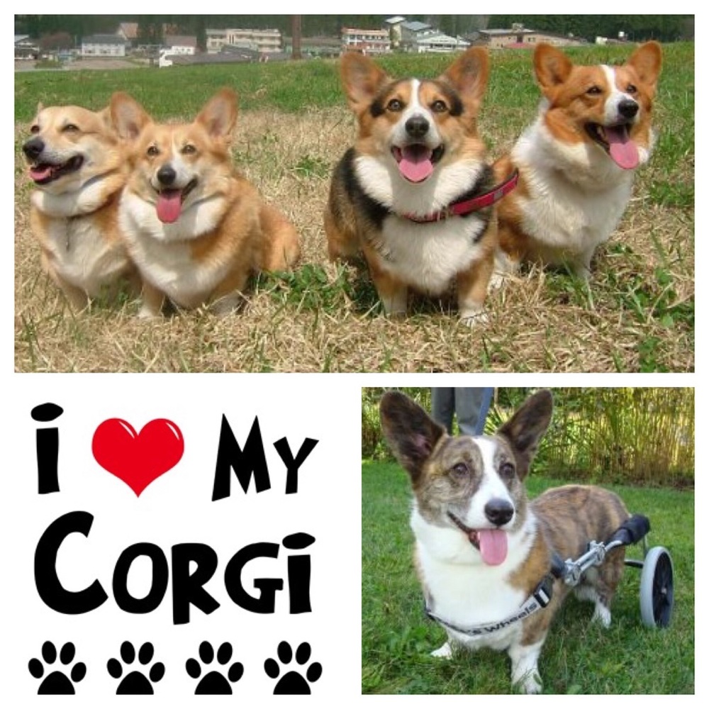 ISO or Seller Corgi Dog Puppy Love